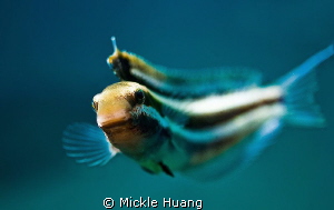 Curious fish
This Striped fang blenny showed his curiosi... by Mickle Huang 